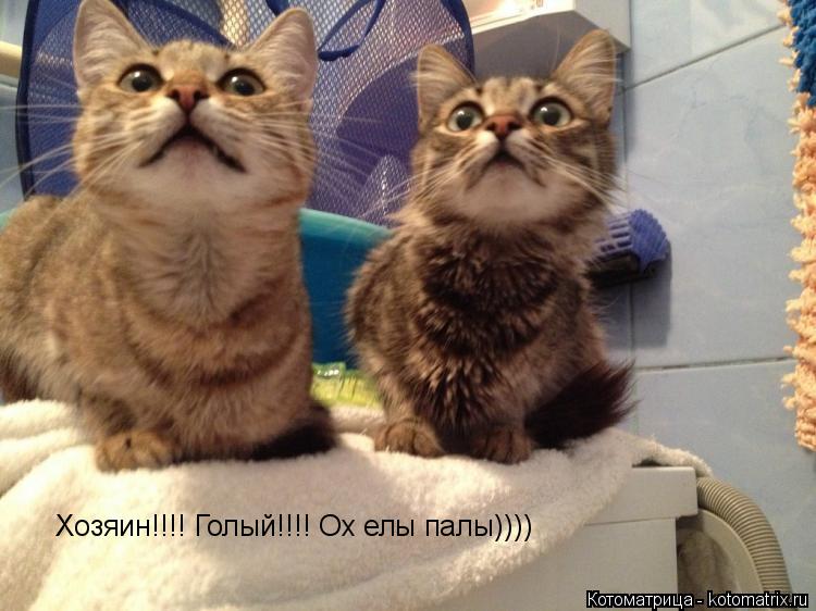 Хозяин!!!! Голый!!!! Ох елы палы))))... Котоматрица: Хозяин!!!! Голый!!!! Ох елы палы))))