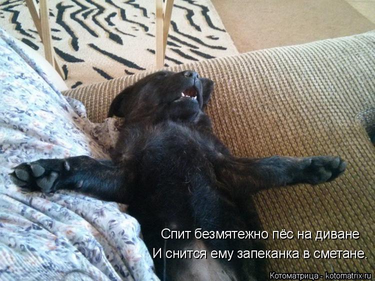 Спит безмятежно пёс на диване И снится ему запеканка в сметане.... Котоматрица: Спит безмятежно пёс на диване И снится ему запеканка в сметане.