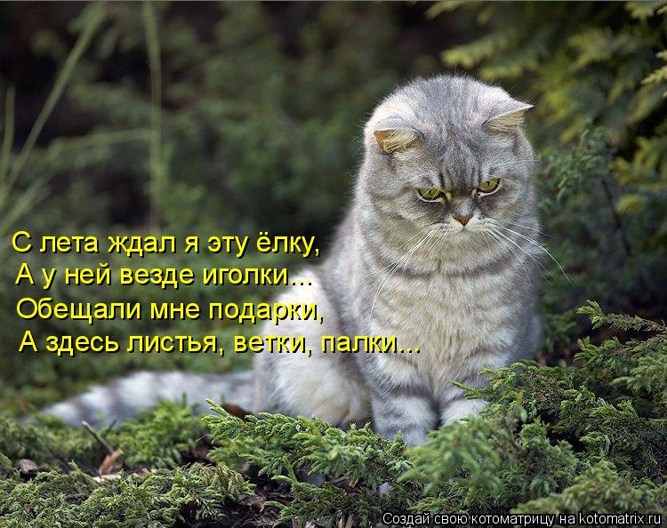 Котоматрица: С лета ждал я эту ёлку, А у ней везде иголки... Обещали мне подарки,  А здесь листья, ветки, палки...