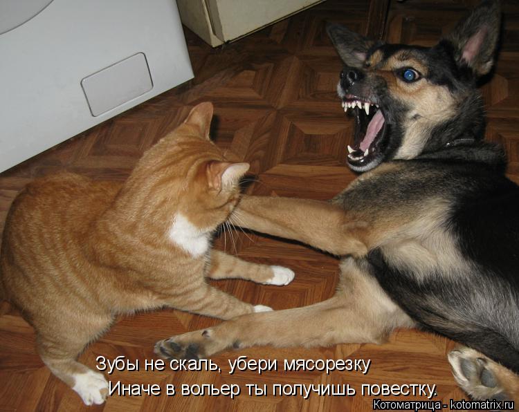 Котоматрица: Зубы не скаль, убери мясорезку Иначе в вольер ты получишь повестку.