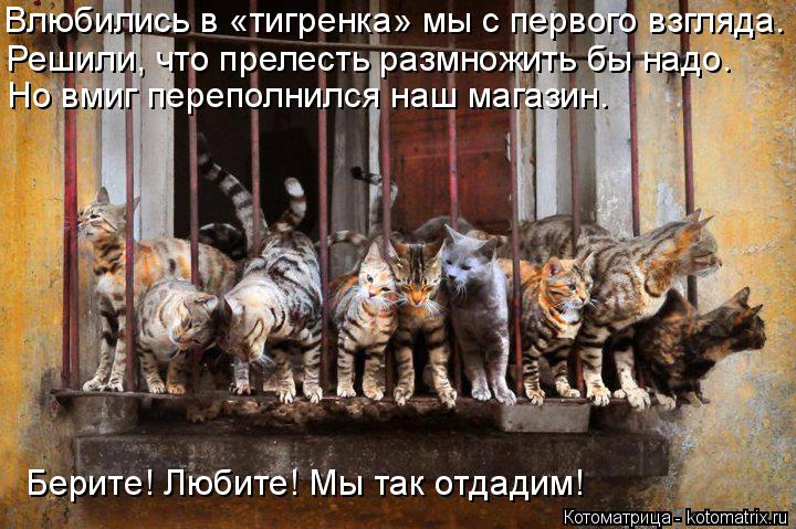 Влюбились в «тигренка» мы с первого взгляда. Решили, что прелесть размножить бы надо. Но вмиг перепол... Котоматрица: Влюбились в «тигренка» мы с первого взгляда. Решили, что прелесть размножить бы надо. Но вмиг переполнился наш магазин. Берите! Любите! Мы т