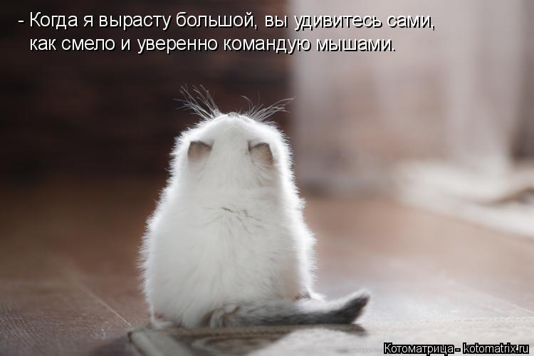 Котоматрица: - Когда я вырасту большой, вы удивитесь сами, как смело и уверенно командую мышами.
