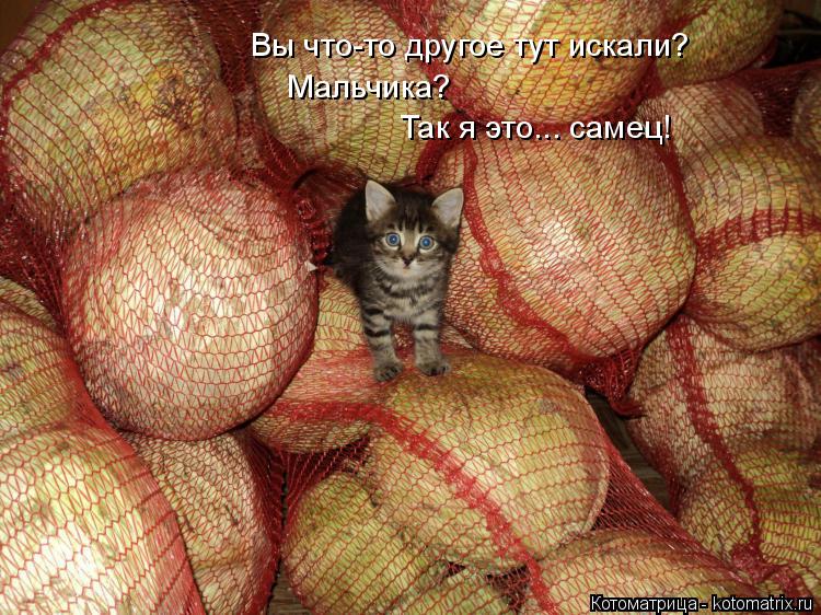 Вы что-то другое тут искали? Мальчика? Так я это... самец!... Котоматрица: Вы что-то другое тут искали? Мальчика? Так я это... самец!
