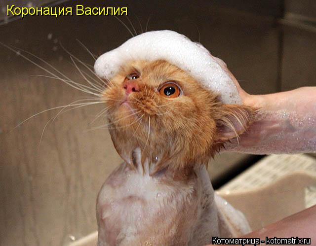 Котоматрица: Коронация Василия