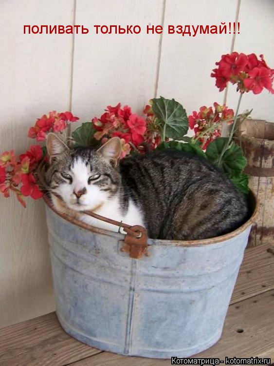 поливать только не вздумай!!!... Котоматрица: поливать только не вздумай!!!