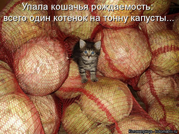 Упала кошачья рождаемость: всего один котенок на тонну капусты...... Котоматрица: Упала кошачья рождаемость: всего один котенок на тонну капусты...