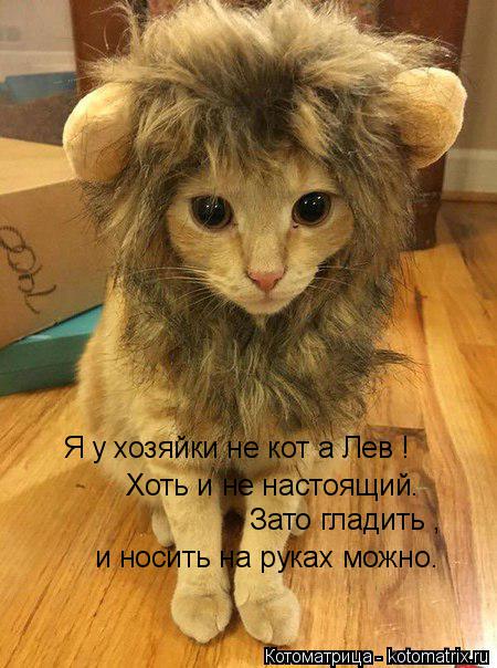 Котоматрица: Я у хозяйки не кот а Лев ! Хоть и не настоящий. Зато гладить , и носить на руках можно.