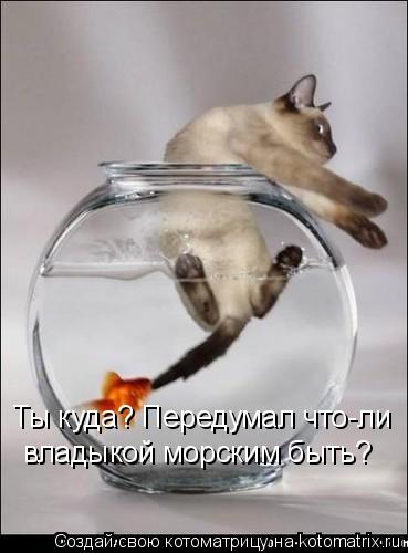 Ты куда? Передумал что-ли владыкой морским быть?... Котоматрица: Ты куда? Передумал что-ли владыкой морским быть?