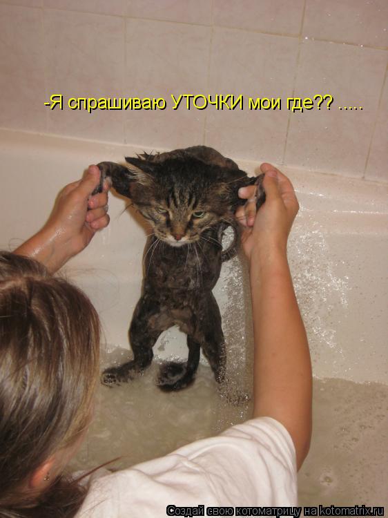-Я спрашиваю УТОЧКИ мои где?? ........ Котоматрица: -Я спрашиваю УТОЧКИ мои где?? .....