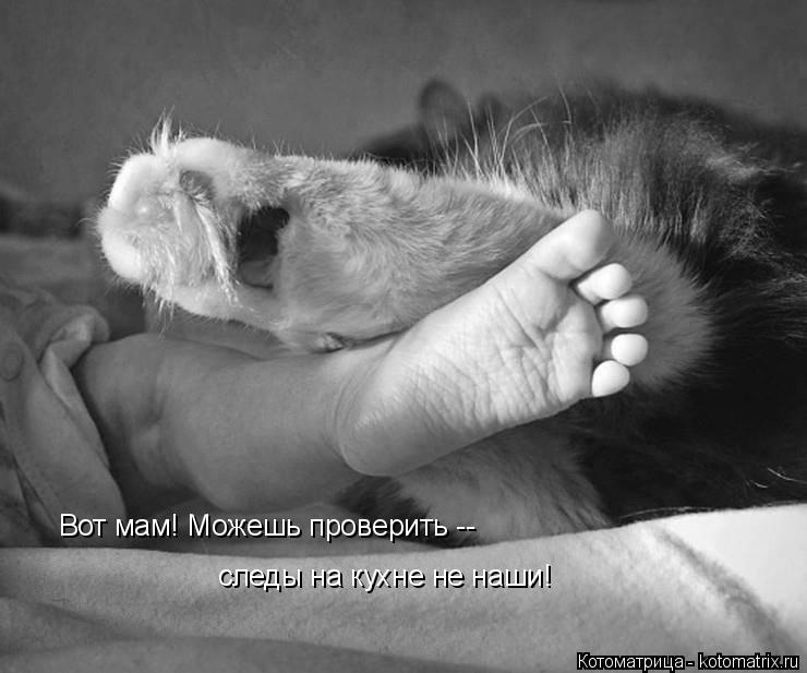 Вот мам! Можешь проверить -- следы на кухне не наши!... Котоматрица: Вот мам! Можешь проверить -- следы на кухне не наши!