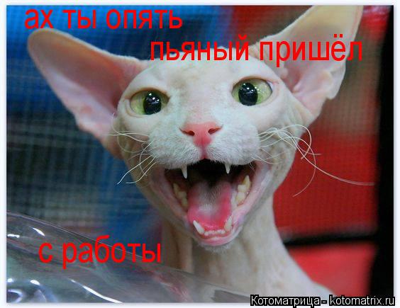 ах ты опять пьяный пришёл с работы... Котоматрица: ах ты опять пьяный пришёл с работы