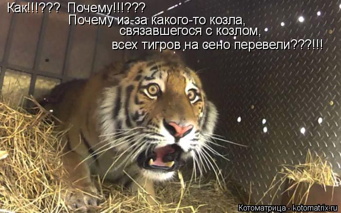 Как!!!??? Почему!!!??? Почему из-за какого-то козла, связавшегося с козлом, всех тигров на сено пере... Котоматрица: Как!!!??? Почему!!!??? Почему из-за какого-то козла, связавшегося с козлом, всех тигров на сено перевели???!!!
