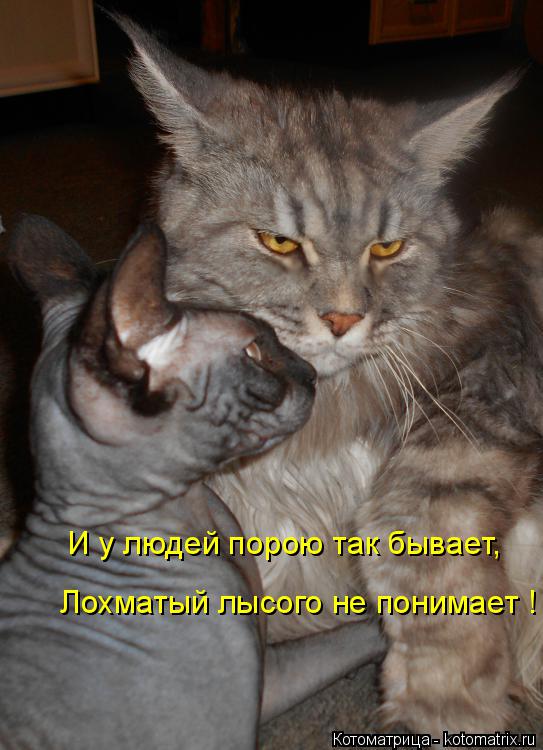 И у людей порою так бывает, Лохматый лысого не понимает !... Котоматрица: И у людей порою так бывает, Лохматый лысого не понимает !