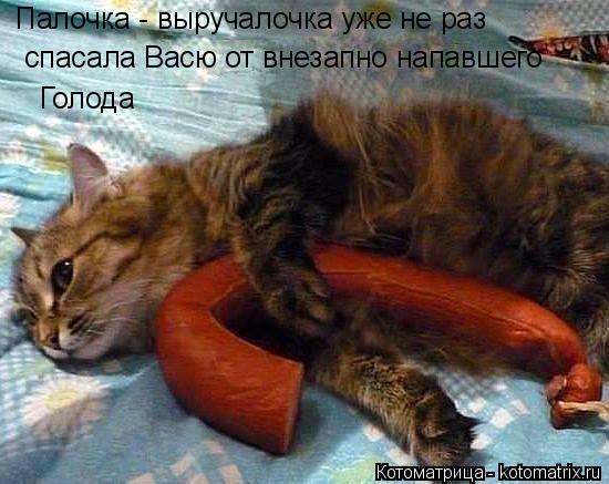 Котоматрица: Палочка - выручалочка уже не раз   спасала Васю от внезапно напавшего  Голода