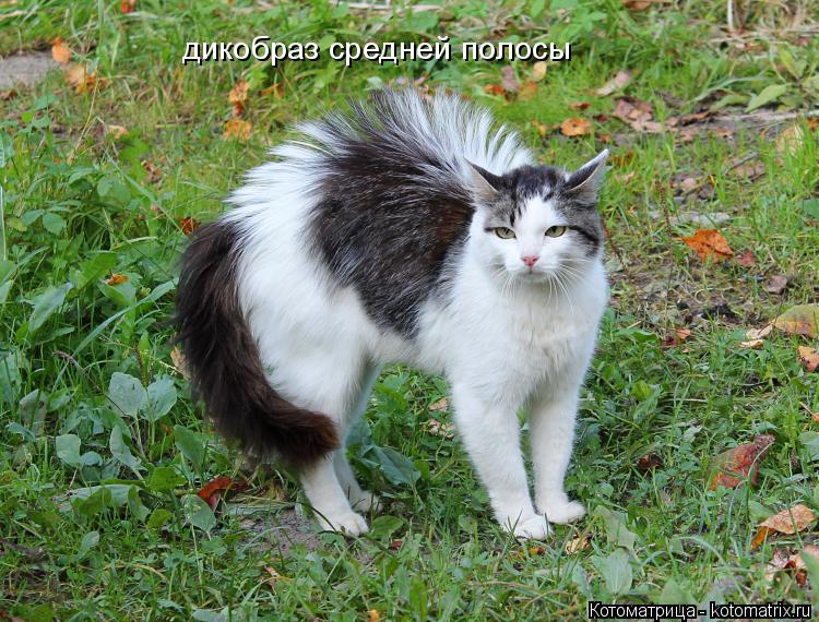 Котоматрица: дикобраз средней полосы