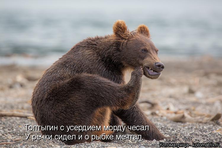 Котоматрица: Топтыгин с усердием морду чесал У речки сидел и о рыбке мечтал.