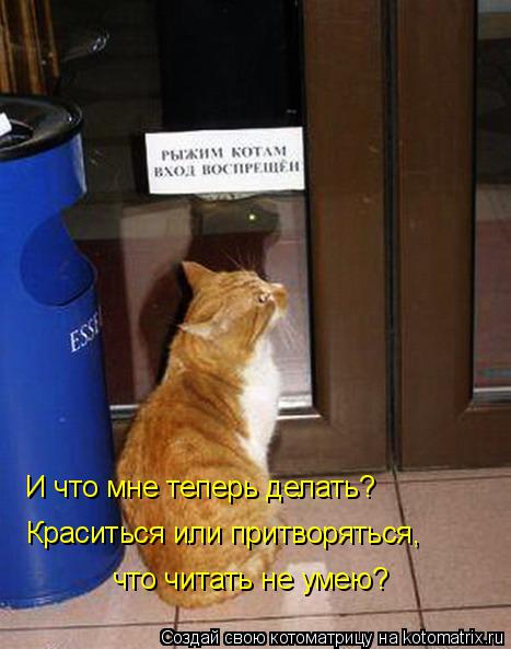 И что мне теперь делать? Краситься или притворяться, что читать не умею?... Котоматрица: И что мне теперь делать? Краситься или притворяться, что читать не умею?