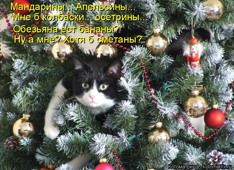 Котоматрица: Мандарины... Апельсины... Мне б колбаски... осетрины... Обезьяна ест бананы? Ну а мне? Хотя б сметаны?