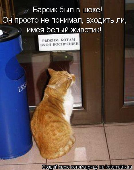 Барсик был в шоке! Он просто не понимал, входить ли, имея белый животик!... Котоматрица: Барсик был в шоке! Он просто не понимал, входить ли, имея белый животик!
