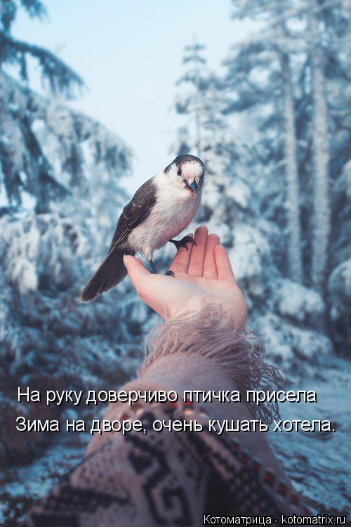 Котоматрица: На руку доверчиво птичка присела Зима на дворе, очень кушать хотела.