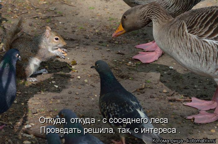 Котоматрица: Откуда, откуда - с соседнего леса Проведать решила, так, с интереса .