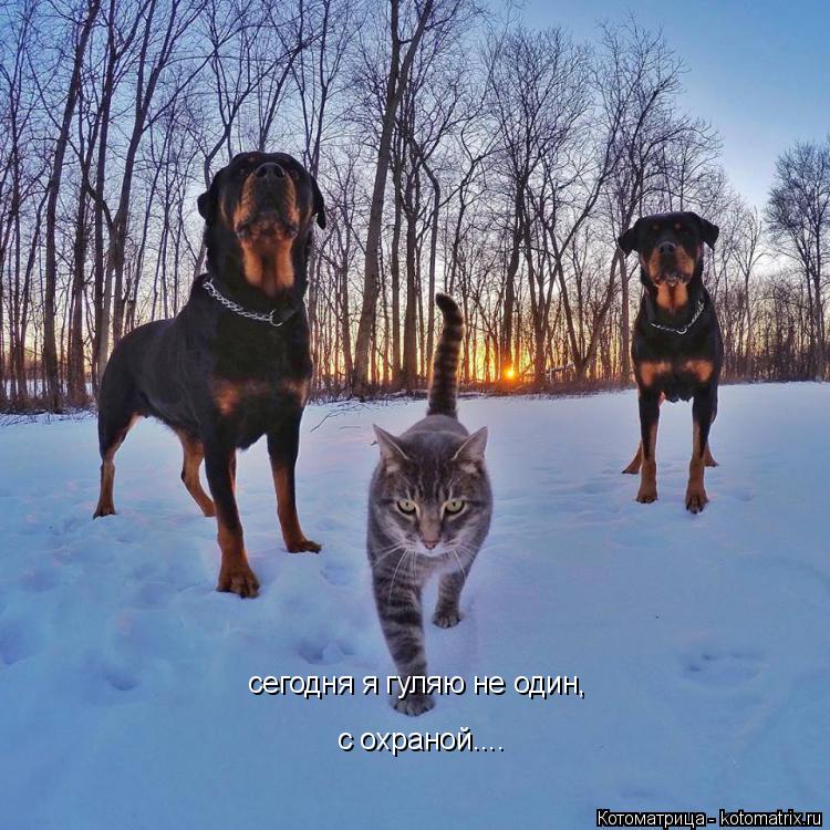 Котоматрица: сегодня я гуляю не один, с охраной....