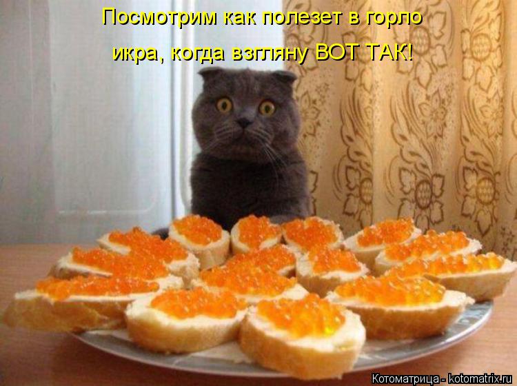 Котоматрица: Посмотрим как полезет в горло икра, когда взгляну ВОТ ТАК!