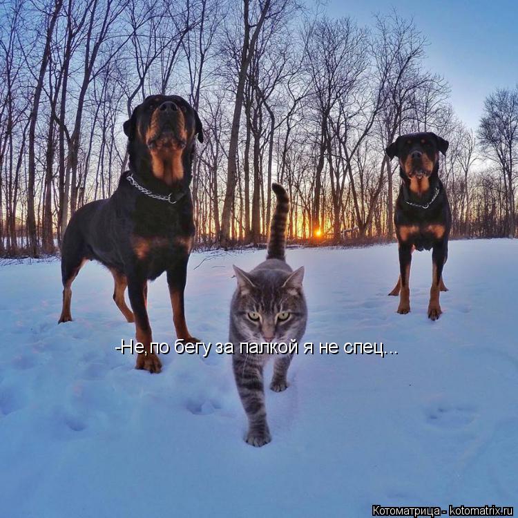 -Не,по бегу за палкой я не спец...... Котоматрица: -Не,по бегу за палкой я не спец...