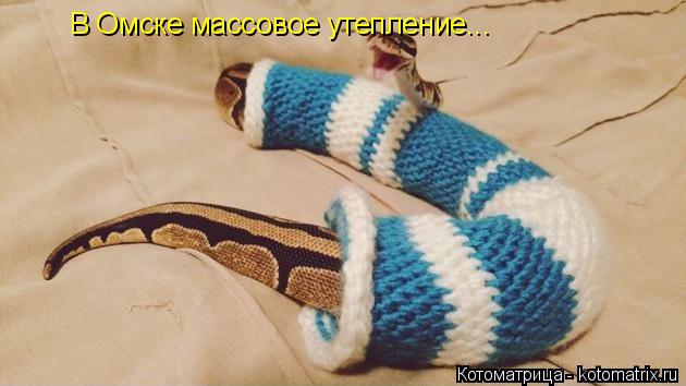 В Омске массовое утепление...... Котоматрица: В Омске массовое утепление...