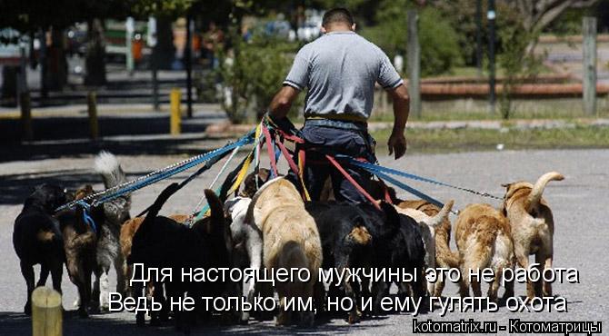 Для настоящего мужчины это не работа Ведь не только им, но и ему гулять охота... Котоматрица: Для настоящего мужчины это не работа Ведь не только им, но и ему гулять охота