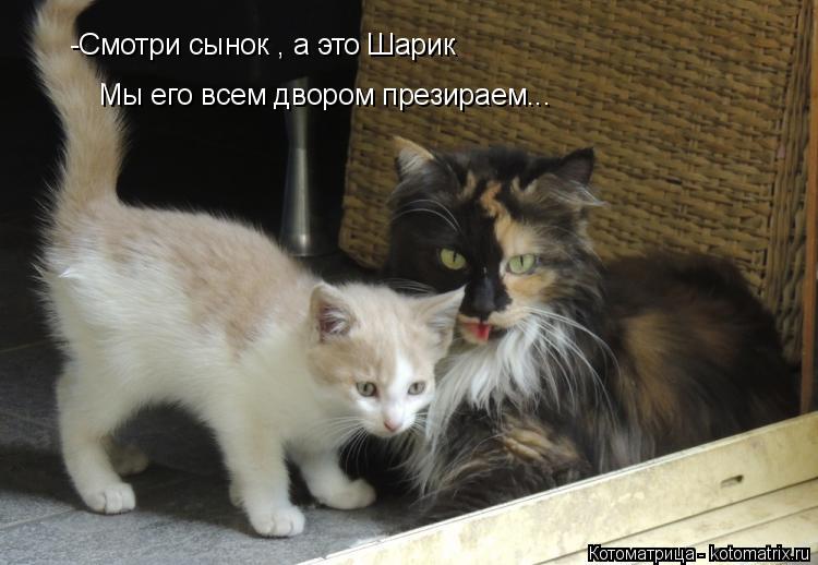 -Смотри сынок , а это Шарик Мы его всем двором презираем...... Котоматрица: -Смотри сынок , а это Шарик Мы его всем двором презираем...