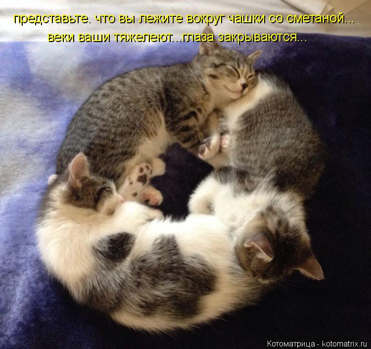 представьте. что вы лежите вокруг чашки со сметаной... веки ваши тяжелеют...глаза закрываются...... Котоматрица: представьте. что вы лежите вокруг чашки со сметаной... веки ваши тяжелеют...глаза закрываются...