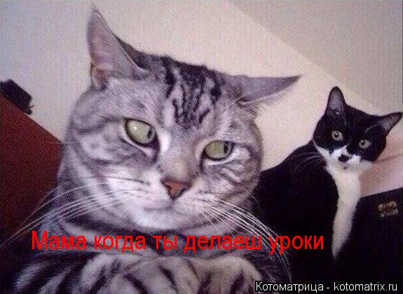 Мама когда ты делаеш уроки... Котоматрица: Мама когда ты делаеш уроки