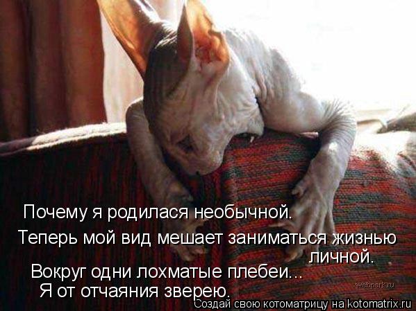 Почему я родилася необычной. Теперь мой вид мешает заниматься жизнью личной. Вокруг одни лохматые пле... Котоматрица: Почему я родилася необычной. Теперь мой вид мешает заниматься жизнью личной. Вокруг одни лохматые плебеи... Я от отчаяния зверею.