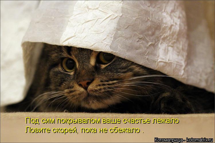 Под сим покрывалом ваше счастье лежало Ловите скорей, пока не сбежало .... Котоматрица: Под сим покрывалом ваше счастье лежало Ловите скорей, пока не сбежало .