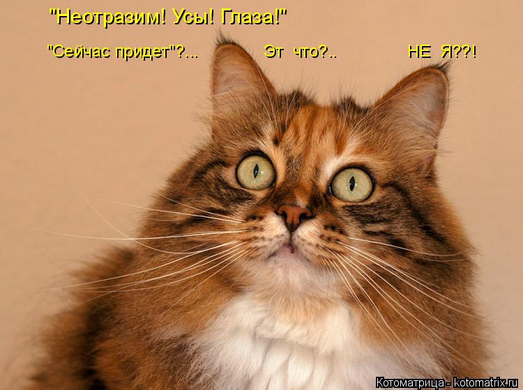 "Неотразим! Усы! Глаза!" "Сейчас придет"?... Эт что?.. НЕ Я??!... Котоматрица: "Неотразим! Усы! Глаза!" "Сейчас придет"?... Эт что?.. НЕ Я??!