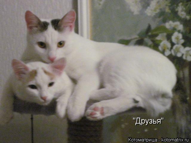 "Друзья"... Котоматрица: "Друзья"