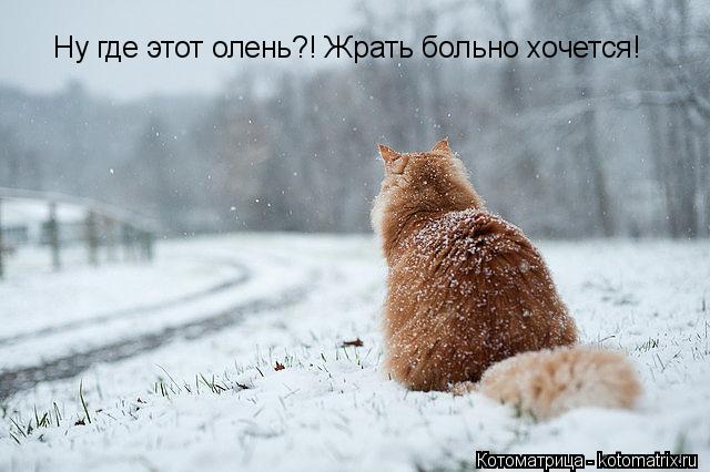 Ну где этот олень?! Жрать больно хочется!... Котоматрица: Ну где этот олень?! Жрать больно хочется!