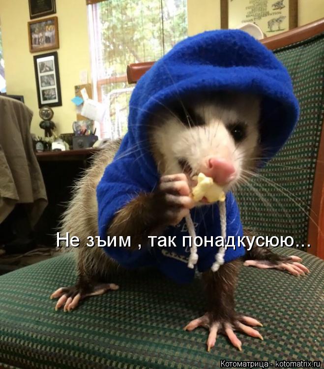 Не зъим , так понадкусюю...... Котоматрица: Не зъим , так понадкусюю...