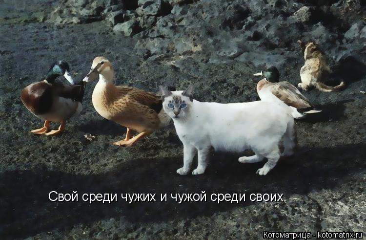 Свой среди чужих и чужой среди своих.... Котоматрица: Свой среди чужих и чужой среди своих.