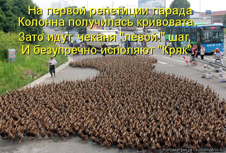 На первой репетиции парада Колонна получилась кривовата. И безупречно исполяют "Кряк". Зато идут, чек... Котоматрица: На первой репетиции парада Колонна получилась кривовата. И безупречно исполяют "Кряк". Зато идут, чеканя "левой!" шаг,