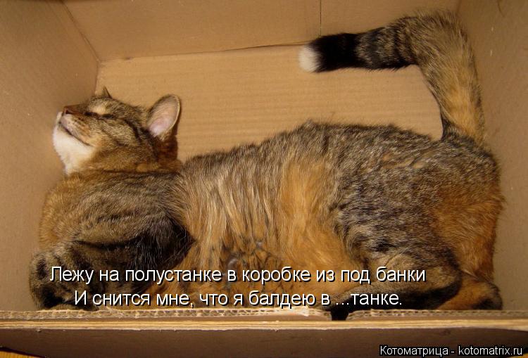 Лежу на полустанке в коробке из под банки И снится мне, что я балдею в ...танке.... Котоматрица: Лежу на полустанке в коробке из под банки И снится мне, что я балдею в ...танке.