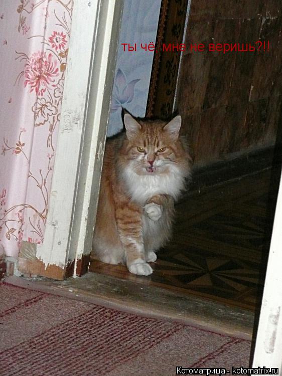ты чё, мне не веришь?!!... Котоматрица: ты чё, мне не веришь?!!