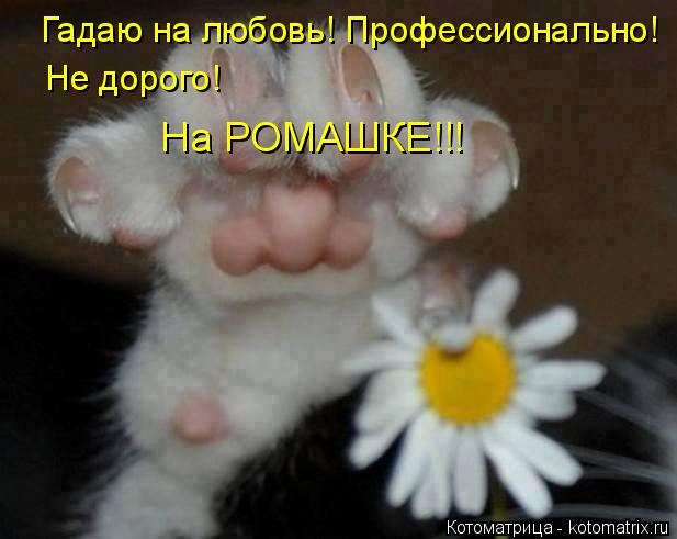 Гадаю на любовь! Профессионально! На РОМАШКЕ!!! Не дорого!... Котоматрица: Гадаю на любовь! Профессионально! На РОМАШКЕ!!! Не дорого!