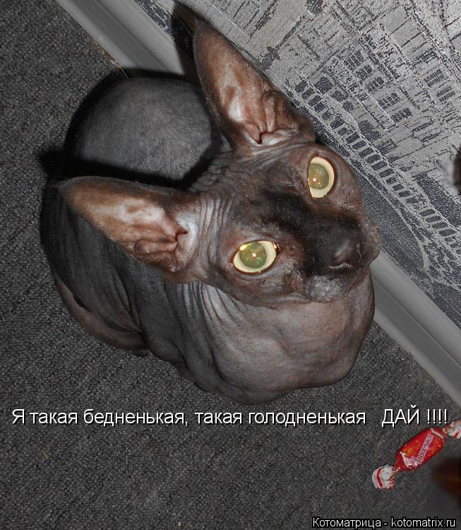 Я такая бедненькая, такая голодненькая ДАЙ !!!!... Котоматрица: Я такая бедненькая, такая голодненькая ДАЙ !!!!
