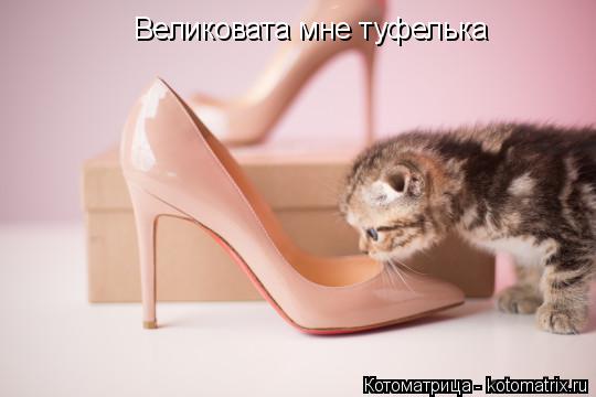 Великовата мне туфелька... Котоматрица: Великовата мне туфелька
