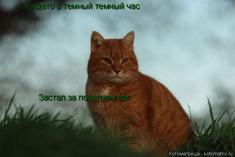 Когдато в темный темный час Застал за поцелуем вас... Котоматрица: Когдато в темный темный час Застал за поцелуем вас