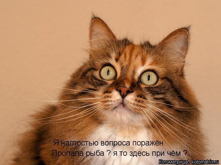 Я наглостью вопроса поражён Пропала рыба ? я то здесь при чём ?... Котоматрица: Я наглостью вопроса поражён Пропала рыба ? я то здесь при чём ?