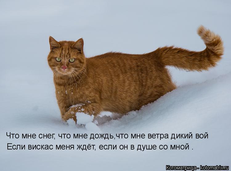 Что мне снег, что мне дождь,что мне ветра дикий вой Если вискас меня ждёт, если он в душе со мной .... Котоматрица: Что мне снег, что мне дождь,что мне ветра дикий вой Если вискас меня ждёт, если он в душе со мной .