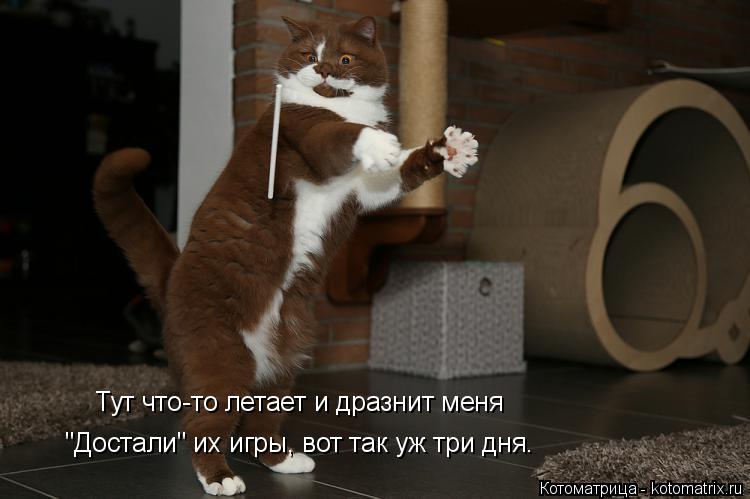 Тут что-то летает и дразнит меня "Достали" их игры, вот так уж три дня.... Котоматрица: Тут что-то летает и дразнит меня "Достали" их игры, вот так уж три дня.